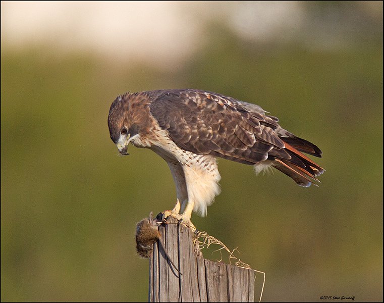 _5SB5977 red-tailed hawk.jpg